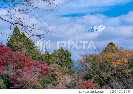 [Autumn foliage] Shiraito Falls in Fujinomiya City in autumn and Mount Fuji peeking through the clouds [Shizuoka Prefecture] 129331139