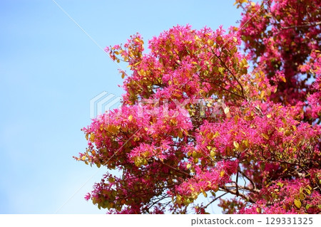 紅花Tokiwamansaku花 129331325