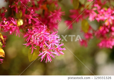 紅花Tokiwamansaku花 129331326