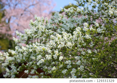Refreshing Liquorice Flowers 129331329