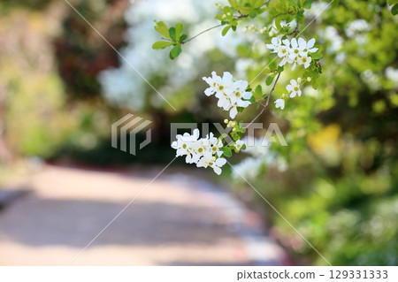 清爽利庫拜花 129331333