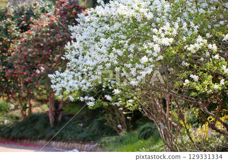 清爽利庫拜花 129331334