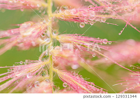 Decorative pink grass plant with water drops thin focus part. Decorative pink grass plant with water drops thin focus part. 129331344