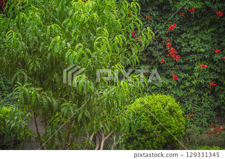 A garden with a peach tree, a red-flowered sycamore, and a boxwood bush. 129331345