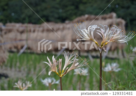 White spider lilies near the Daiso Shrine in Sasaguri White spider lilies near the Daiso Shrine in Sasaguri 129331481
