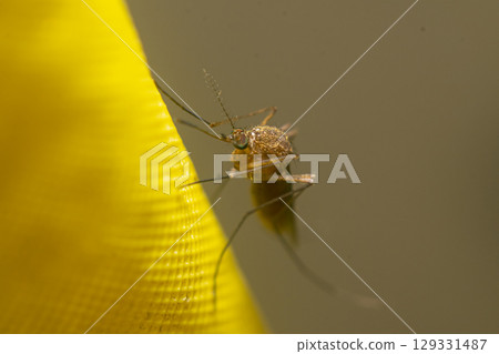 Mosquito perched on a yellow bath curtain 129331487