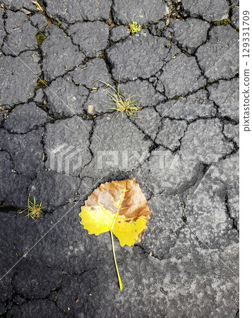 Fallen Leaf on Cracked Asphalt Fallen Leaf on Cracked Asphalt 129331709