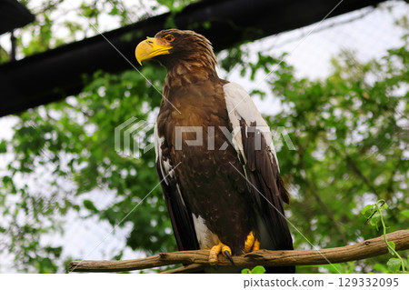 北海道旭川市旭山動物園虎頭海雕 北海道旭川市旭山動物園虎頭海雕 129332095
