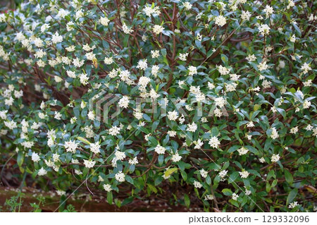 可愛的欽喬奇花 可愛的欽喬奇花 129332096