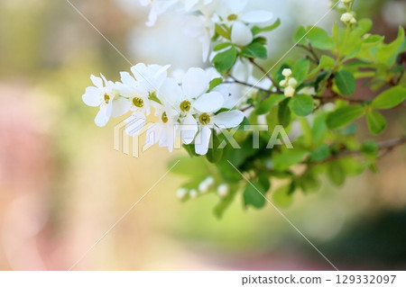清爽利庫拜花 129332097