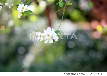 清爽利庫拜花 清爽利庫拜花 129332100