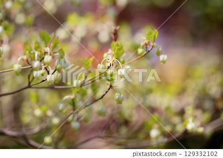 Cute enkianthus flowers Cute enkianthus flowers 129332102