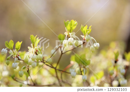 Cute enkianthus flowers 129332103