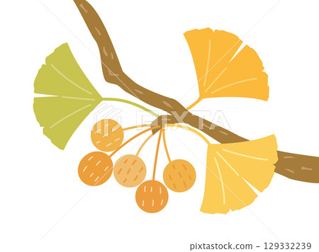 Autumn illustration of ginkgo nuts and ginkgo leaves growing on ginkgo tree branches Autumn illustration of ginkgo nuts and ginkgo leaves growing on ginkgo tree branches 129332239