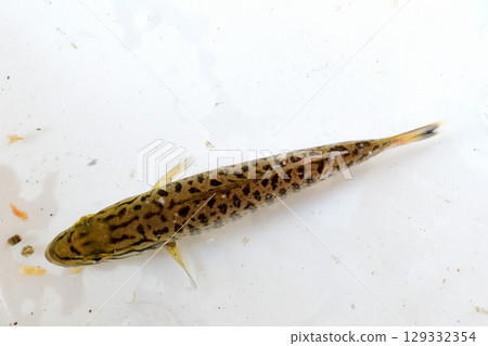 Smallmouth bass swimming in an aquarium seen from above 129332354