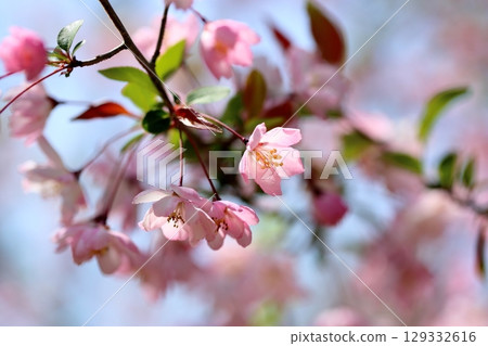 華麗的萱草花 129332616