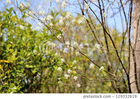 Refreshing Juneberry flowers Refreshing Juneberry flowers 129332619