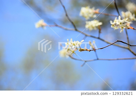 Refreshing Juneberry flowers 129332621