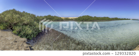 Mangrove forest in Ras Mohammed National Park, Sinai, Egypt 129332820