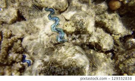 Underwater seascape on the coral reef in Red Sea, Egypt 129332838
