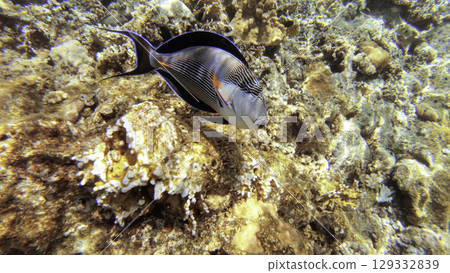 Underwater seascape on the coral reef in Red Sea, Egypt 129332839