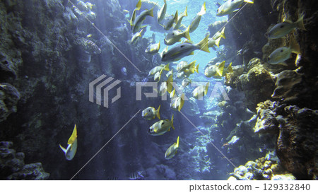 Underwater seascape on the coral reef in Red Sea, Egypt 129332840
