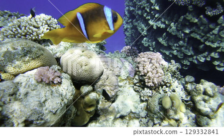 Amphiprion Bicinctus aka Red Sea Clownfish in Sea Anemone, Egypt Amphiprion Bicinctus aka Red Sea Clownfish in Sea Anemone, Egypt 129332841