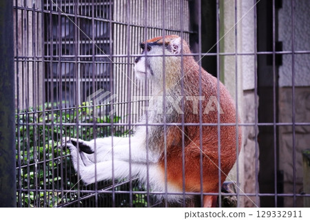 A monkey looking out from inside a cage A monkey looking out from inside a cage 129332911