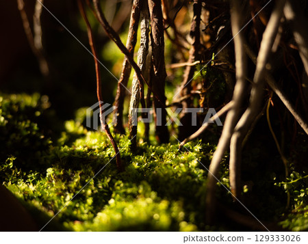 The banyan tree is known to be inhabited by fairies 129333026