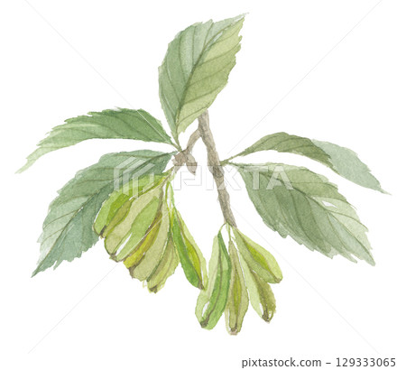 杜仲水彩畫 129333065