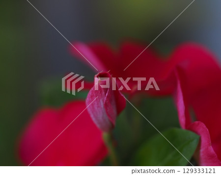 The flower language of Madagascar periwinkle is "friendship, happy memories, kindness." 129333121