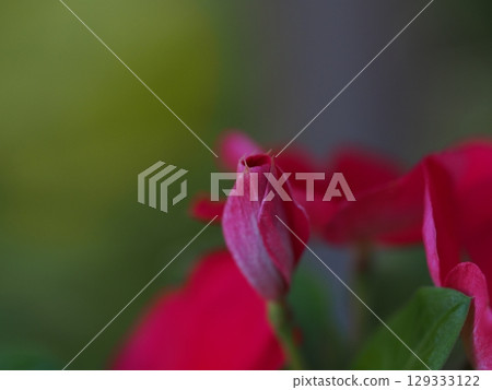 The flower language of Madagascar periwinkle is "friendship, happy memories, kindness." The flower language of Madagascar periwinkle is "friendship, happy memories, kindness." 129333122