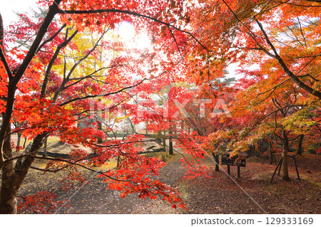 Sogaki的秋天在秋天 129333169