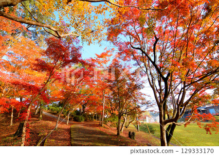 Sogaki的秋天在秋天 129333170