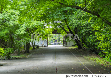 Kyoto Saisho Kongo-in Temple: The approach to the temple gate surrounded by fresh greenery Kyoto Saisho Kongo-in Temple: The approach to the temple gate surrounded by fresh greenery 129333179