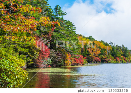 Shirakoma pond in autumn 129333256