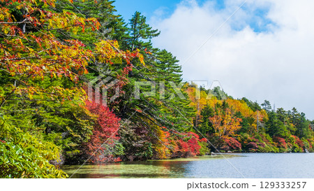 Shirakoma pond in autumn Shirakoma pond in autumn 129333257