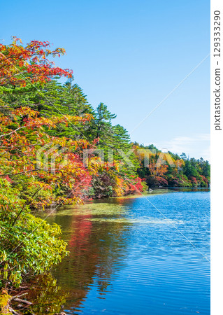 秋天的白駒池 秋天的白駒池 129333290