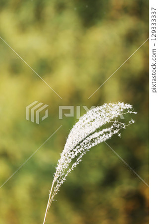 秋天的形象 129333337