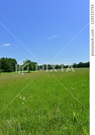 夏季的伊東丹頂鶴保護區 129333793