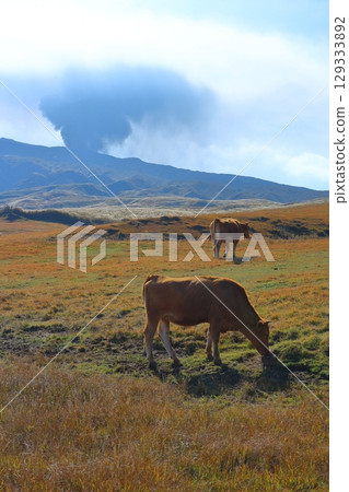 Volcanic smoke from Mount Aso's Nakadake and grazing cattle (Akaushi) 129333892