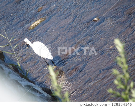 Birds resting in the flow of the river Birds resting in the flow of the river 129334146