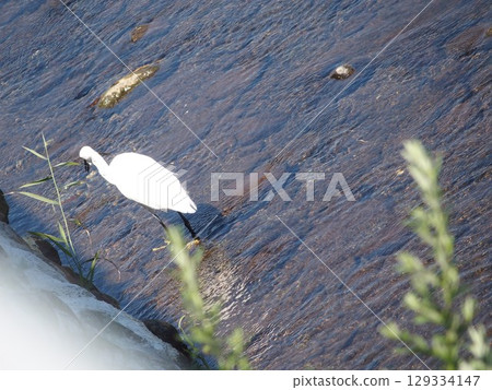 A little egret flying into a river dam 129334147