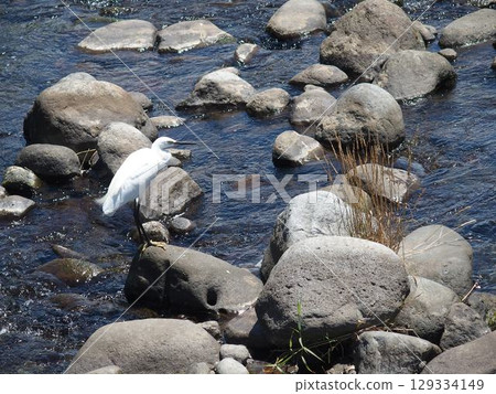 Birds in the river 129334149