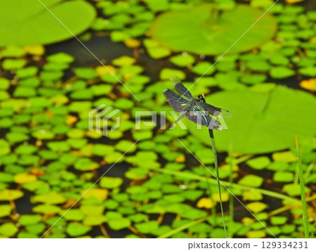 A dragonfly resting on a blade of grass in a pond with aquatic plants 129334231