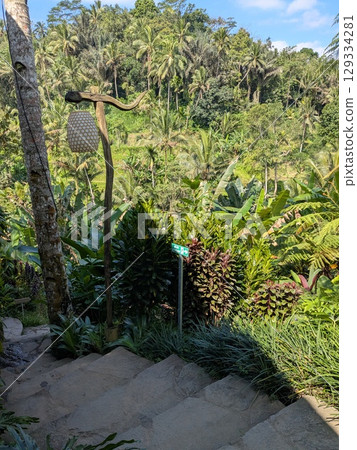 Tegallalang Rice Terrace, a tourist attraction in Ubud, Bali Tegallalang Rice Terrace, a tourist attraction in Ubud, Bali 129334281