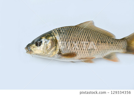 用網子撈起的野生鯉魚 129334356