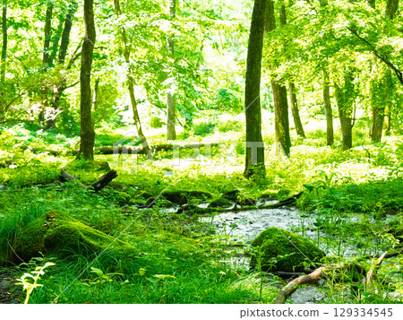 Forest, moss, grove, sunlight filtering through the leaves, wetland Forest, moss, grove, sunlight filtering through the leaves, wetland 129334545