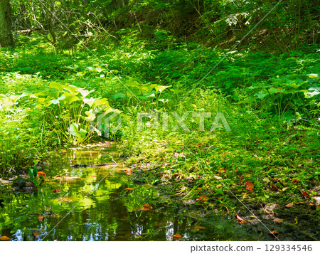Forest, sunlight filtering through the trees, stream, green leaves Forest, sunlight filtering through the trees, stream, green leaves 129334546