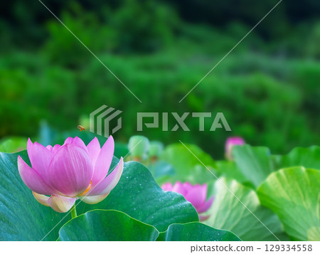 Lotus flower, lotus leaf, honeybee 129334558
